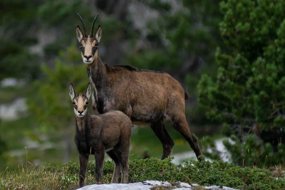 Chamois in an alpine meadow