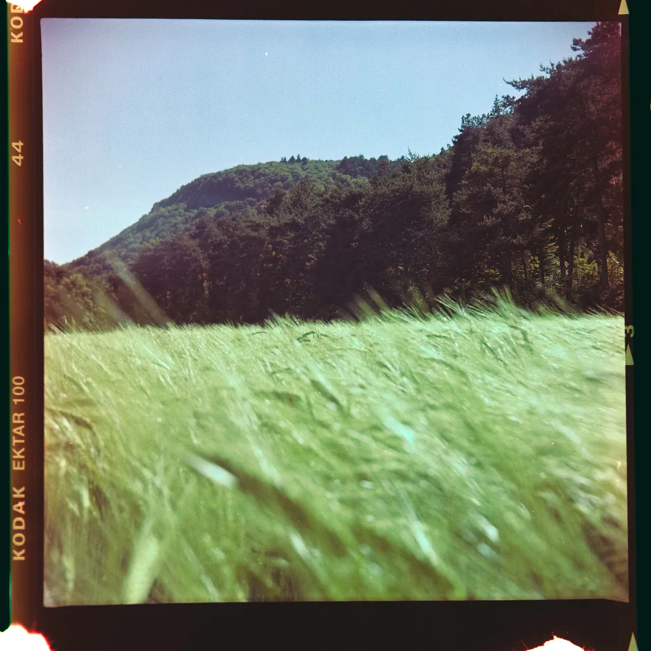 Film photograph of a mountain meadow